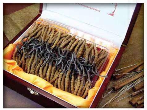 久治冬虫夏草回收